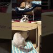 シャムの子ネコ雫、パンダ。段ボール破壊計画w　ミックス、ジュニア、ルル