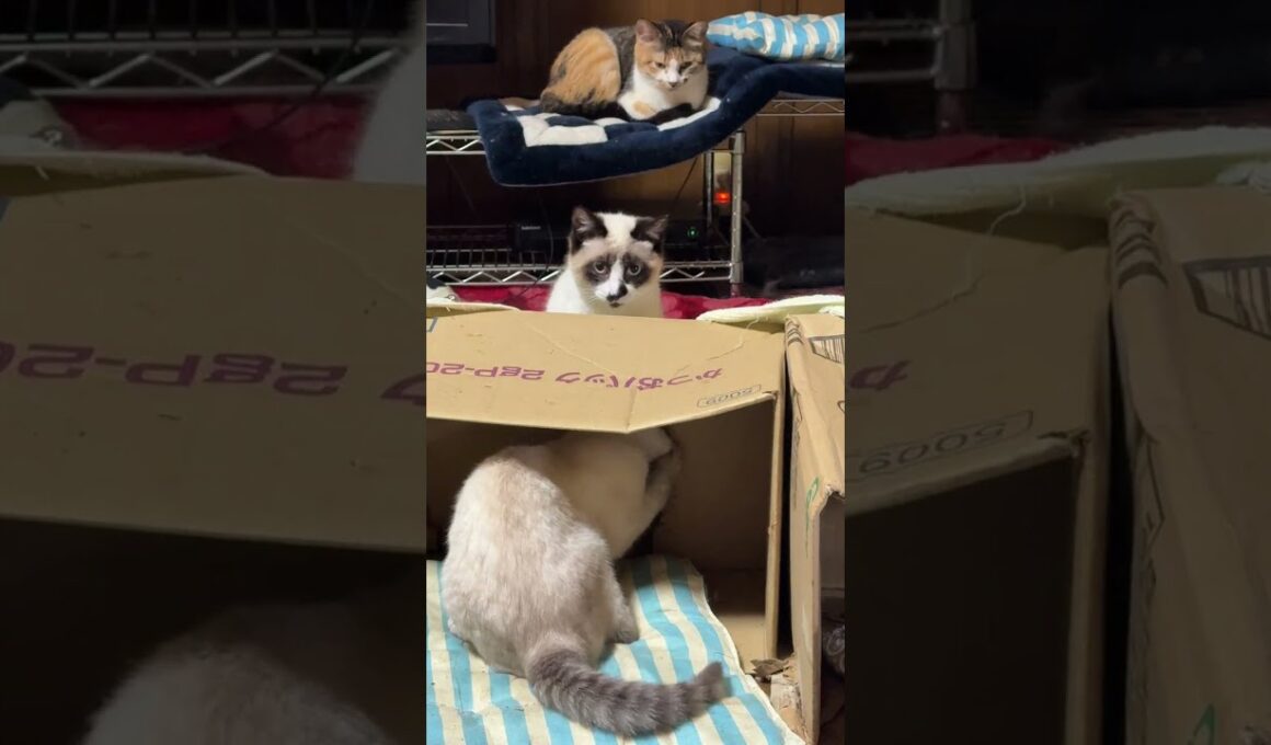 シャムの子ネコ雫、パンダ。段ボール破壊計画w　ミックス、ジュニア、ルル