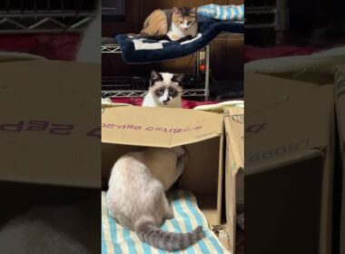 シャムの子ネコ雫、パンダ。段ボール破壊計画w　ミックス、ジュニア、ルル