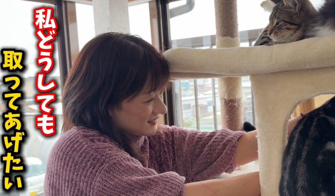 新年早々に子猫と何をしているのでしょうか？