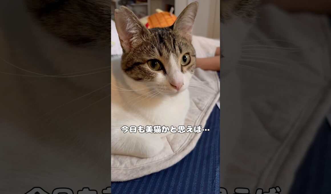 【保護猫】美しい猫もハナクソはついてる