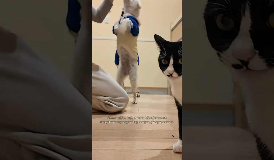 道に倒れていた子猫⑤