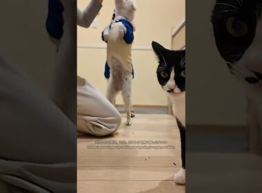 道に倒れていた子猫⑤