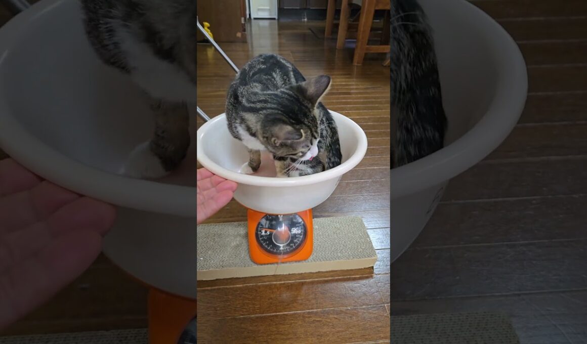 今日のキビ。体重1700g #cat #kitten #猫 #子猫 #仔猫 #子猫の体重 #ibukikohaku #癒し #子ネコ #shorts #保護猫 #2026年1月2日