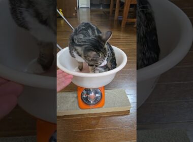 今日のキビ。体重1700g #cat #kitten #猫 #子猫 #仔猫 #子猫の体重 #ibukikohaku #癒し #子ネコ #shorts #保護猫 #2026年1月2日