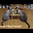 【新シャムトラ日記vol.05】シャムトラ猫とシャムミックスがそろい踏み-Siamese tabby cats and Siamese mixes all together-