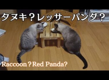 【新シャムトラ日記vol.05】シャムトラ猫とシャムミックスがそろい踏み-Siamese tabby cats and Siamese mixes all together-