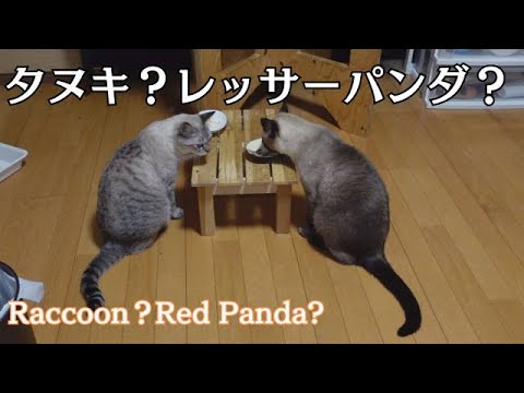【新シャムトラ日記vol.05】シャムトラ猫とシャムミックスがそろい踏み-Siamese tabby cats and Siamese mixes all together-