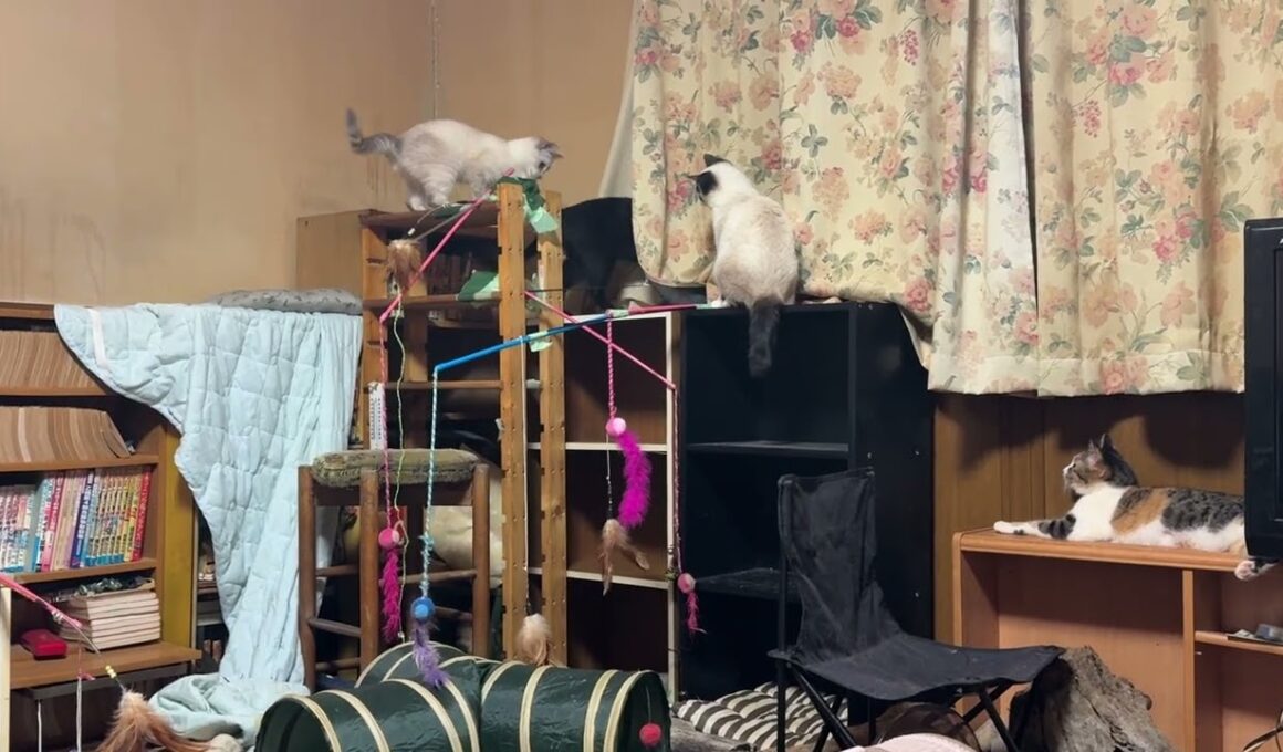 三毛猫ミックス「シャムの子ねこパンダ。妹の雫と黒猫の黒夢と楽しそうに。ここに和んできたね」