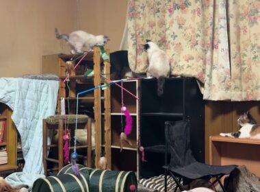 三毛猫ミックス「シャムの子ねこパンダ。妹の雫と黒猫の黒夢と楽しそうに。ここに和んできたね」