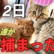 三毛猫のママが連れて来た子猫。人が怖くてビビり猫 そんな2人の成長動画です。