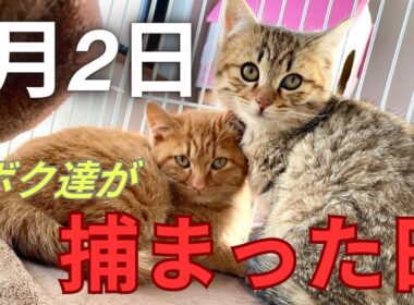 三毛猫のママが連れて来た子猫。人が怖くてビビり猫 そんな2人の成長動画です。
