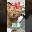 両目が腫れて開かない3ヶ月の子猫が動物病院にやって来た！