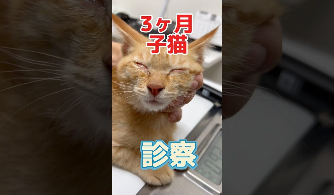両目が腫れて開かない3ヶ月の子猫が動物病院にやって来た！
