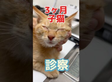 両目が腫れて開かない3ヶ月の子猫が動物病院にやって来た！