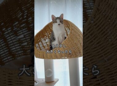 仲良くバトルする姿がかわいい5ヶ月の保護子猫と姉猫🐱 #shorts  #子猫動画 #保護子猫