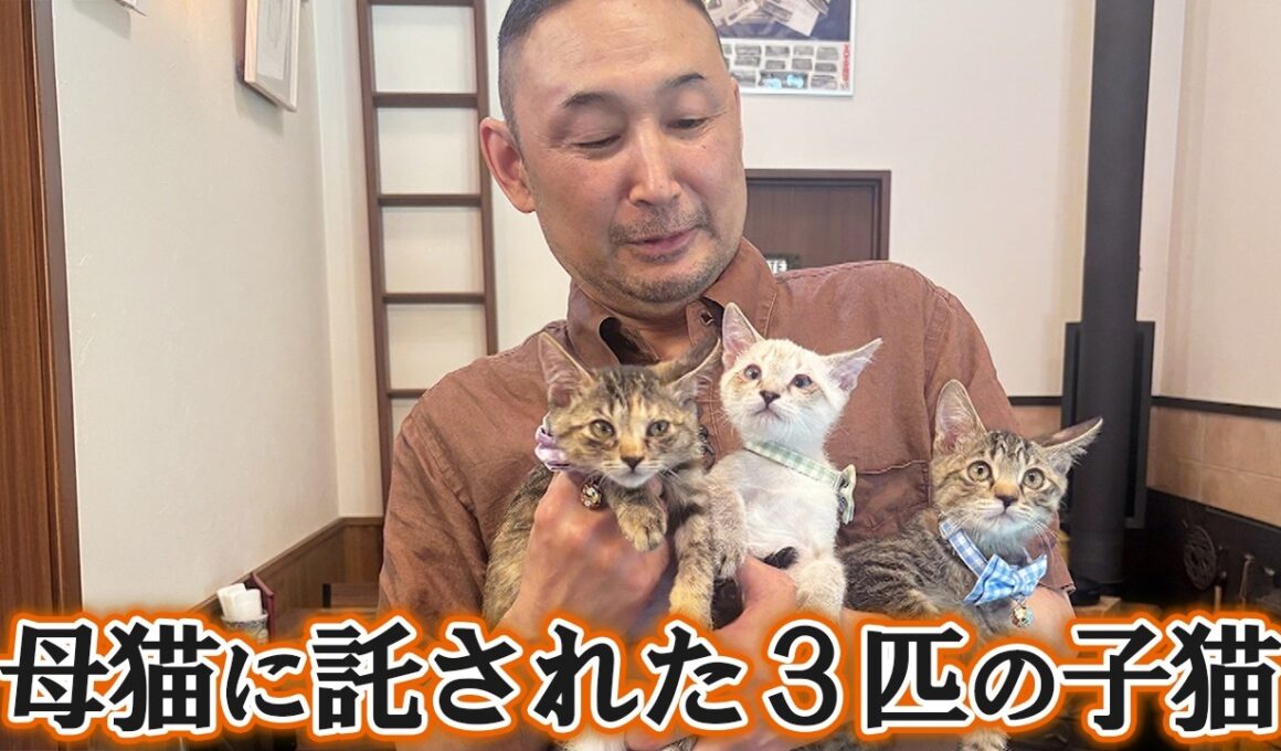 猫好き店主と１匹の野良猫の物語