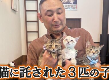 猫好き店主と１匹の野良猫の物語