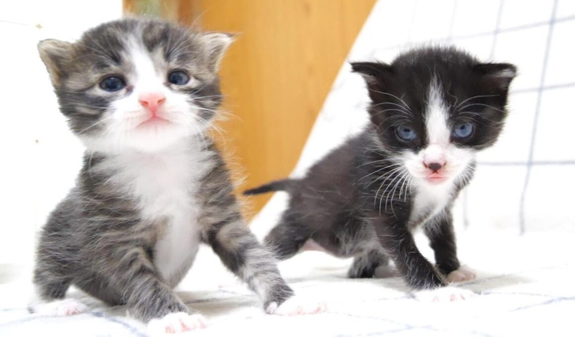 鳴き疲れた子猫たちはクルクル包まれてしまう？【耳で楽しむ赤ちゃん子猫】【赤ちゃん猫　保護猫】