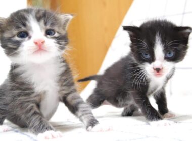 鳴き疲れた子猫たちはクルクル包まれてしまう？【耳で楽しむ赤ちゃん子猫】【赤ちゃん猫　保護猫】