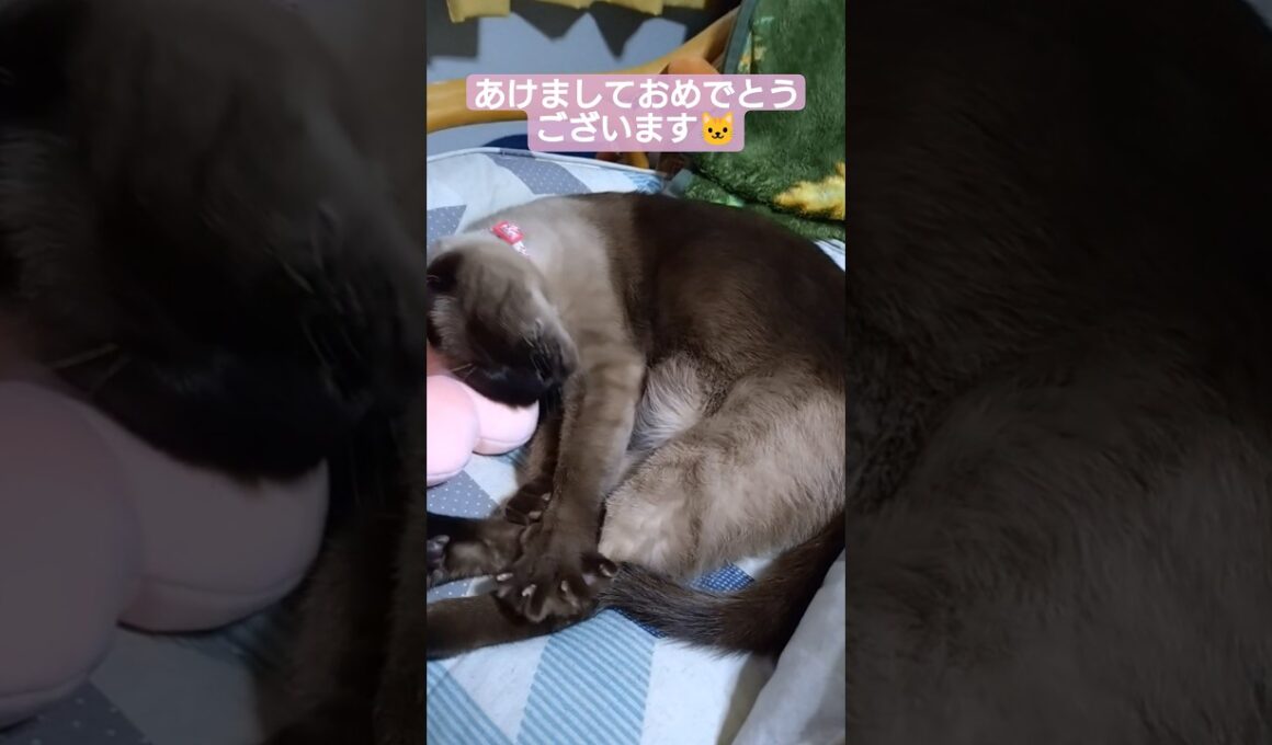 ちょこさん😺の寝正月 #シャム猫 #たぬき猫 #ねこのいる生活