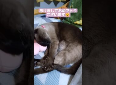 ちょこさん😺の寝正月 #シャム猫 #たぬき猫 #ねこのいる生活