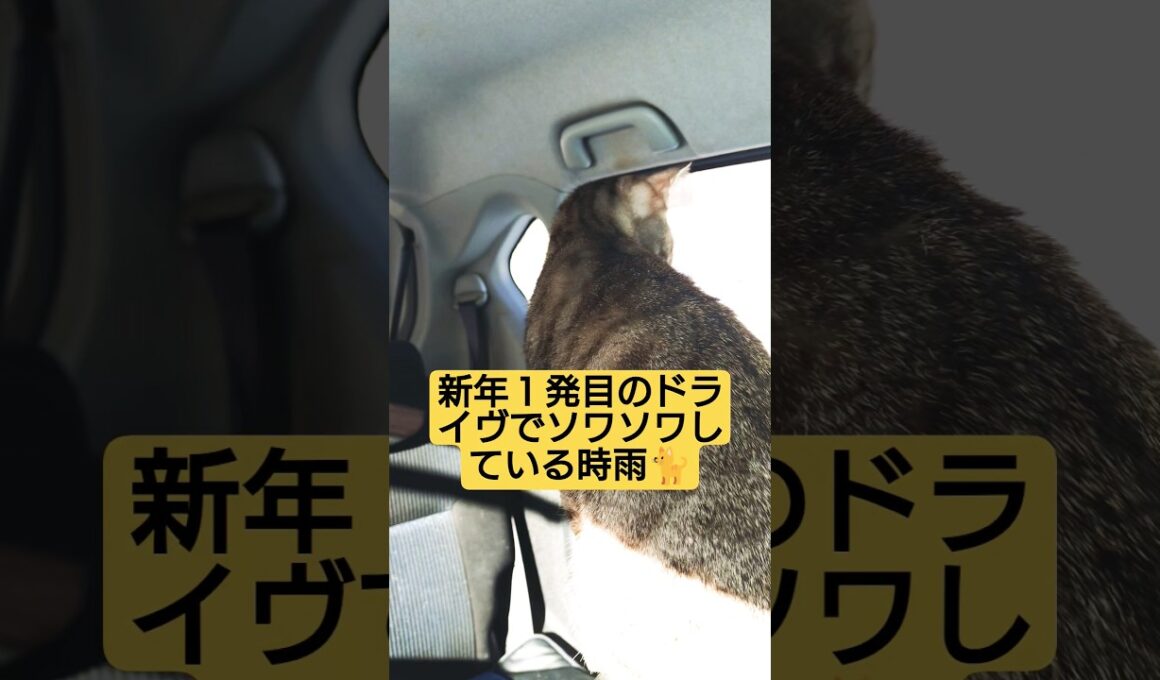 新年１発目のドライヴでソワソワしている時雨#cute #cat #ねこ #猫のいる暮らし #いやし #いやされたい #いやしねこ #時雨 #ドライヴ