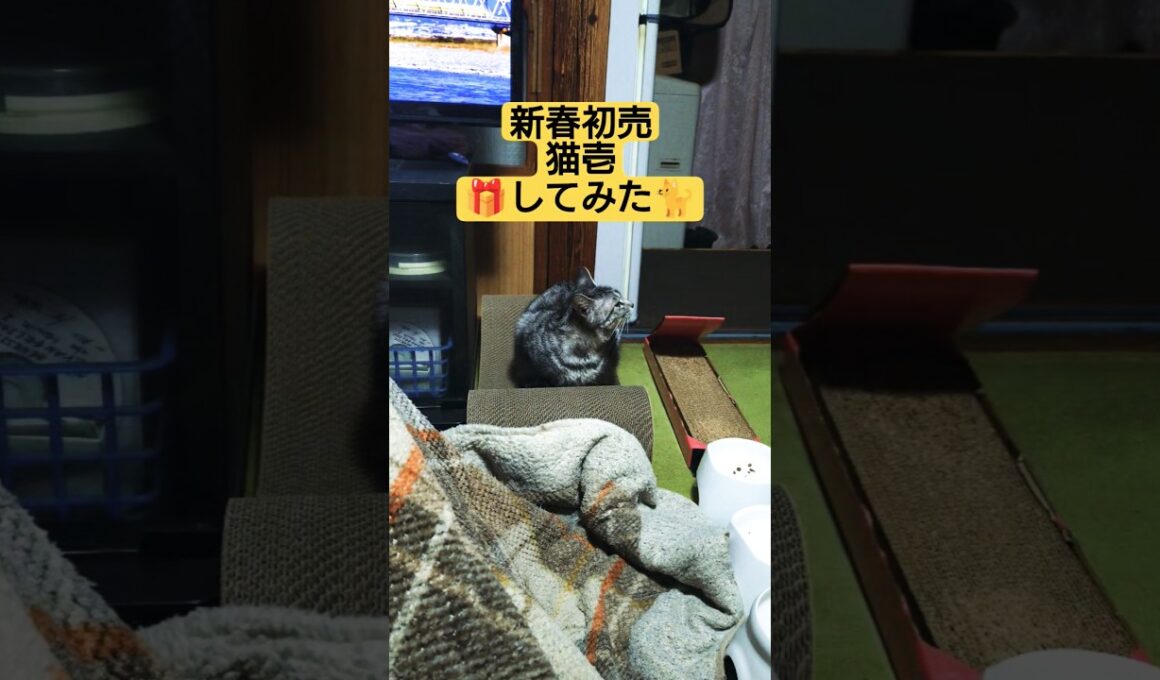 新春初売【猫壱】🎁してみた（思い出保存）#cute #cat #ウタ #2代目 #スフィンクス猫