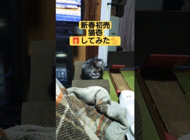 新春初売【猫壱】🎁してみた（思い出保存）#cute #cat #ウタ #2代目 #スフィンクス猫