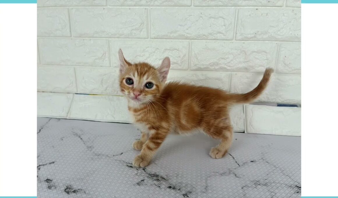 Coo&RIKU　No.00742884 アメリカンカール