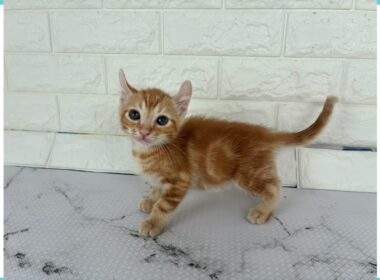 Coo&RIKU　No.00742884 アメリカンカール