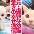 元・虚弱イモ子猫、3年後の愛情しあわせ通信　Three years later for the frail kitty