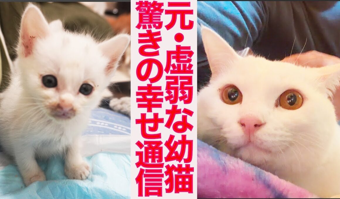 元・虚弱イモ子猫、3年後の愛情しあわせ通信　Three years later for the frail kitty