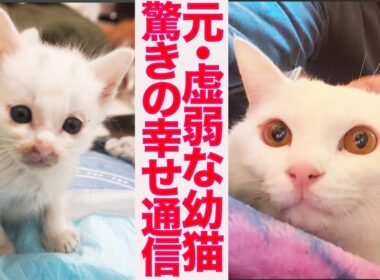 元・虚弱イモ子猫、3年後の愛情しあわせ通信　Three years later for the frail kitty
