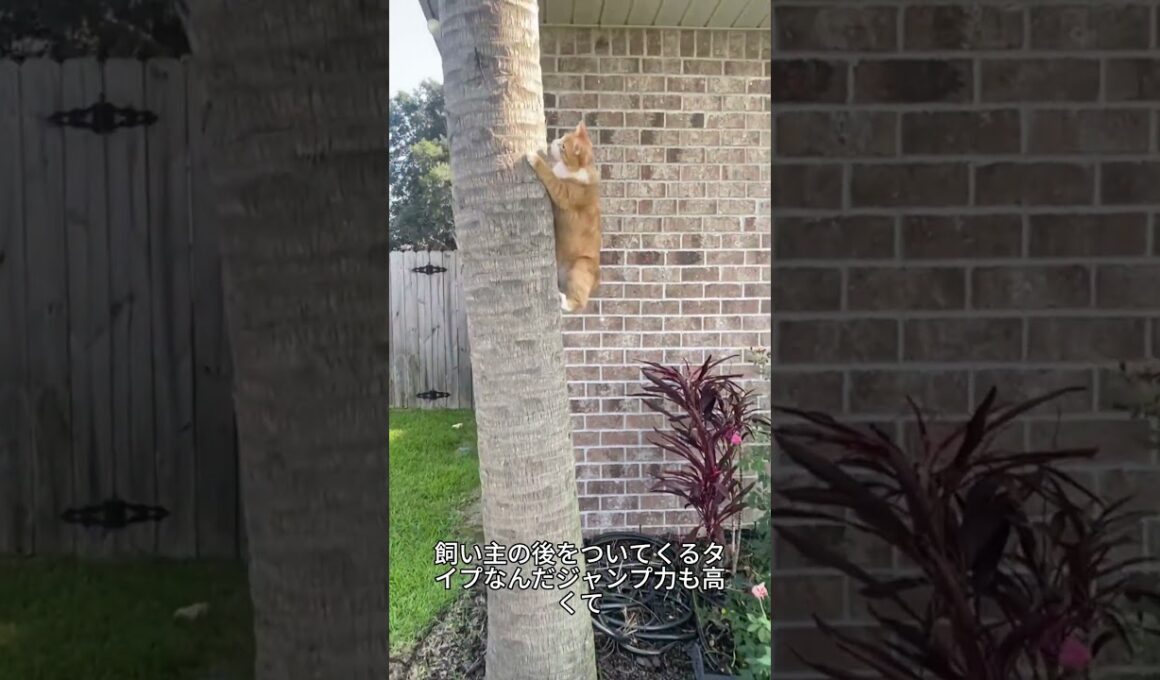 これがマンクス！しっぽがない不思議かわいい猫🐱✨#マンクス#猫好き #かわいい猫