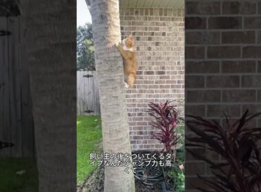 これがマンクス！しっぽがない不思議かわいい猫🐱✨#マンクス#猫好き #かわいい猫