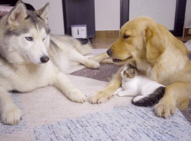 ゴールデンレトリバーが同意するまで絶対に子猫に手を出さないハスキー犬
