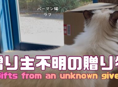 バーマン猫ウリとラフ【送り主不明の贈り物】Gifts from an unknown giver（バーマン猫）Birman/Cat