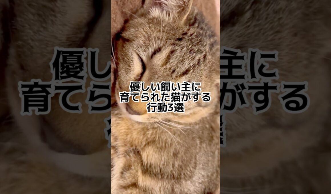 優しい飼い主に育てられた猫がする行動3選