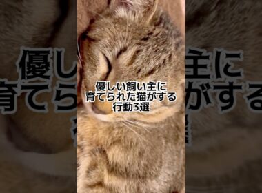 優しい飼い主に育てられた猫がする行動3選