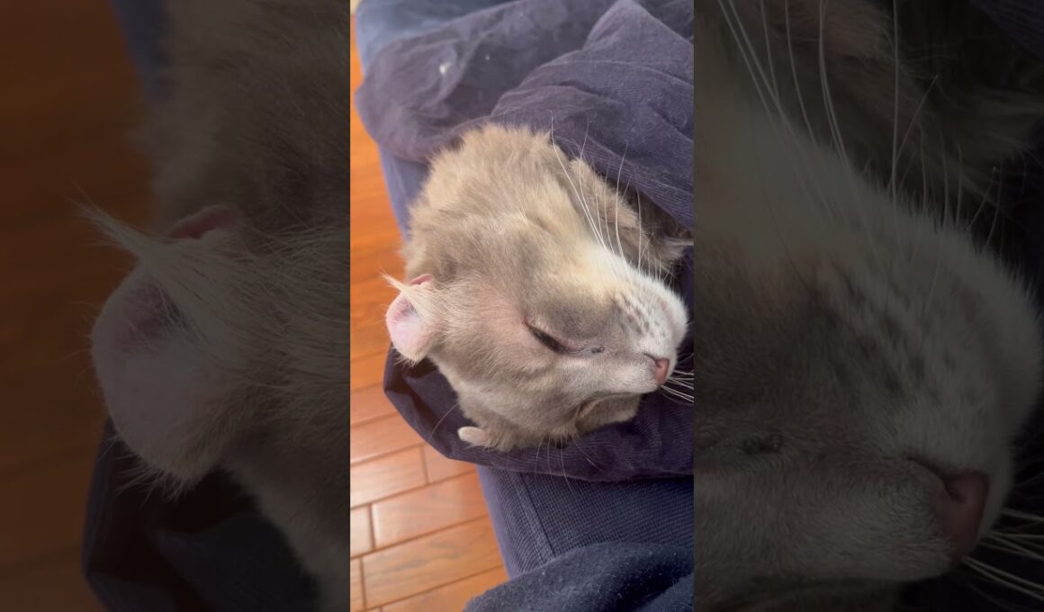 夢で会えたら #ねこ動画 #アメリカンカール