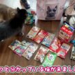 猫用福袋の開封を待ちきれない猫　ラガマフィン