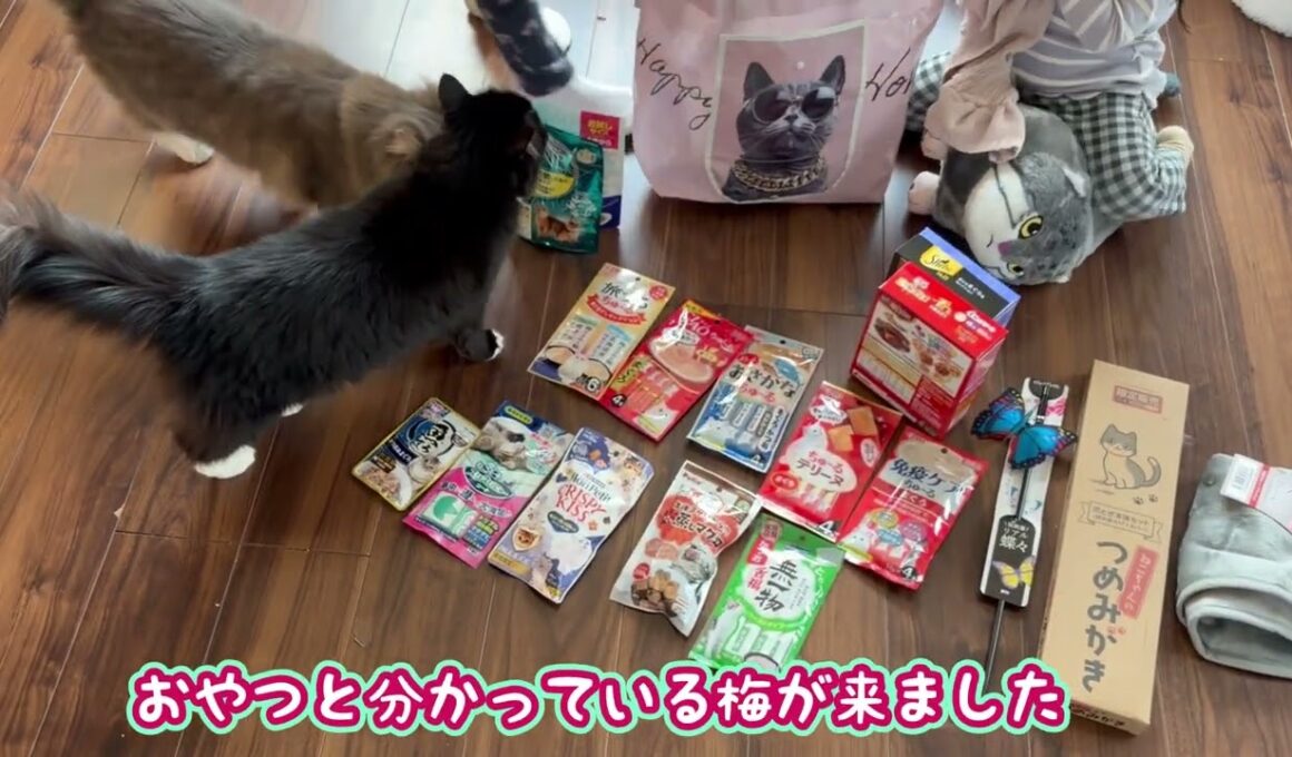 猫用福袋の開封を待ちきれない猫　ラガマフィン