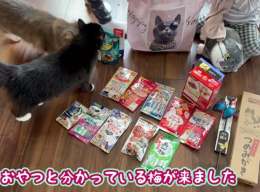 猫用福袋の開封を待ちきれない猫　ラガマフィン