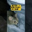 朝方寒くて時雨が布団に来た動画#cute #cat #猫のいる暮らし #ねこ #ねこすたぐらむ #いやし #いやしねこ #時雨