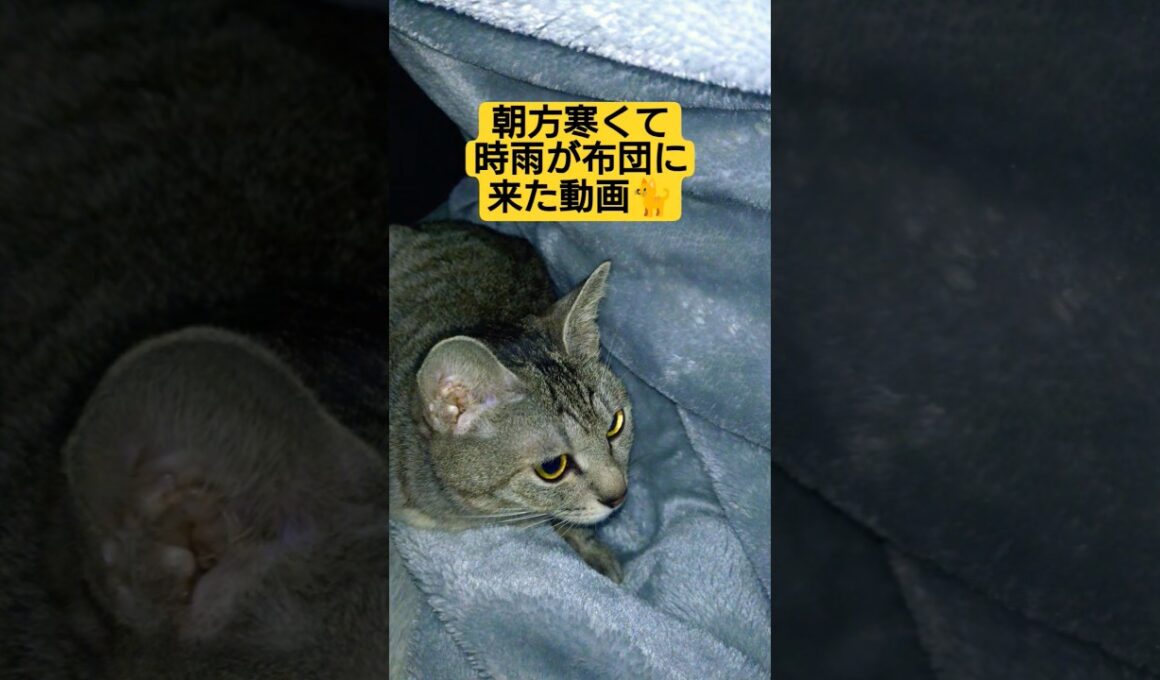 朝方寒くて時雨が布団に来た動画#cute #cat #猫のいる暮らし #ねこ #ねこすたぐらむ #いやし #いやしねこ #時雨