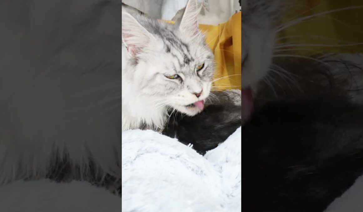 生後16日シルバーのメインクーンバイロン君