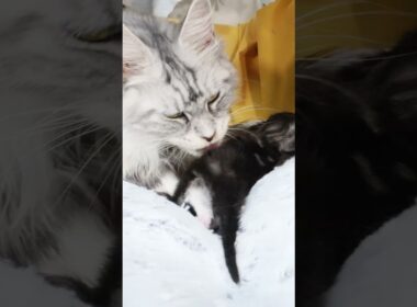 生後16日シルバーのメインクーンバイロン君