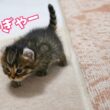 ママを見つけると足が100倍速くなる子猫の かけがえのない1か月