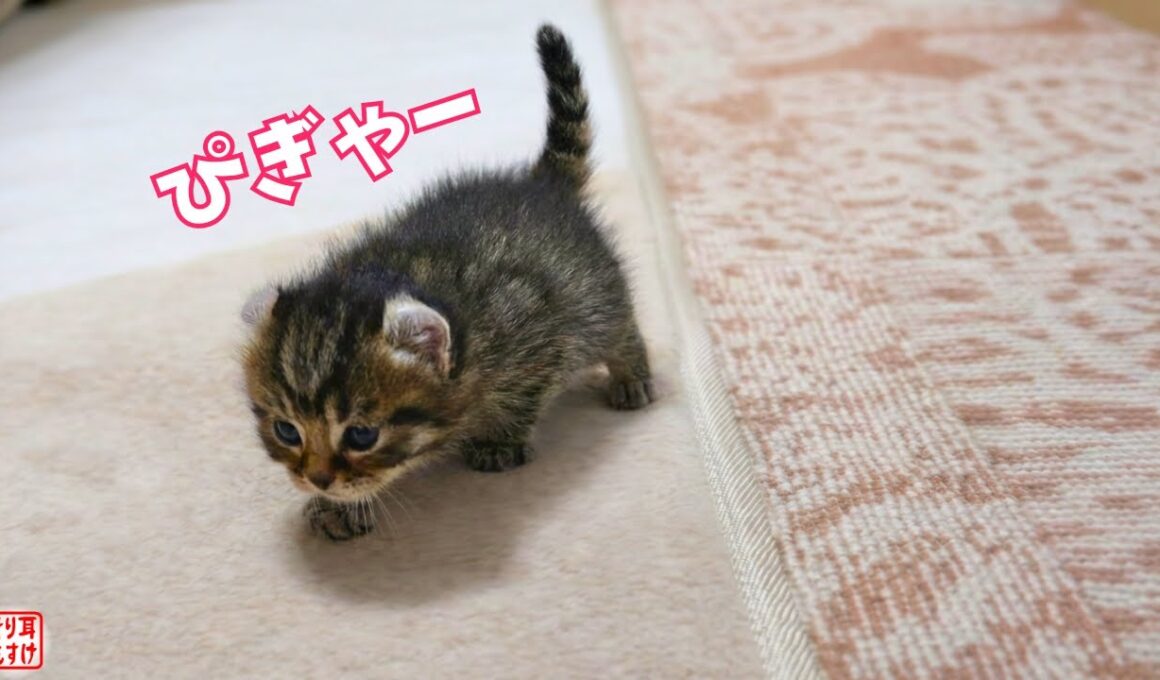 ママを見つけると足が100倍速くなる子猫の かけがえのない1か月